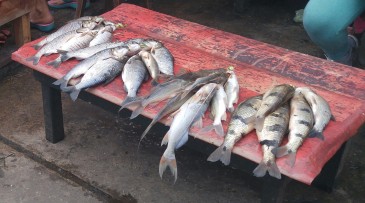 Venta de pescado. Puerto de Nanay.