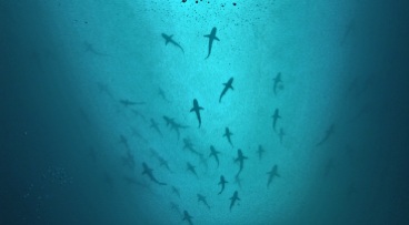 Tiburones de Galápagos.