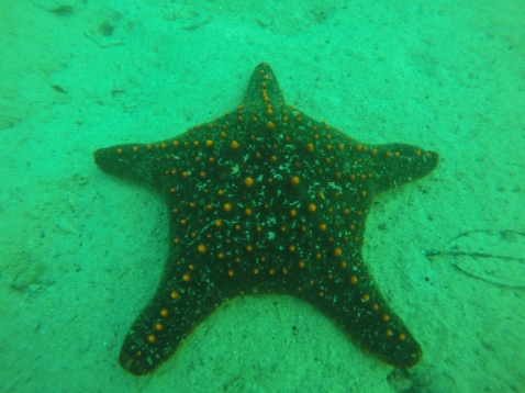 Estrella de Mar.
